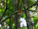 Robin - Rudzik